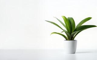 AI generated a pot of Green Bromeliad with white wall copy space ai generated photo