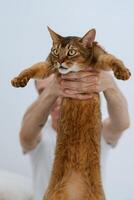 brown abyssinian cat plays photo