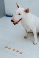 blanco perro con suave piel foto