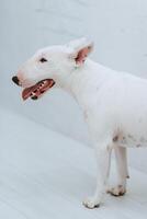 white dog with smooth fur photo