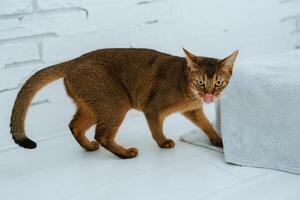 brown abyssinian cat plays photo