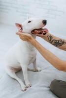 white dog with smooth fur photo