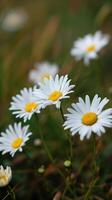 AI Generated Daisies background, close up. Spring or summer banner photo