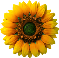 AI generated Flower icon, close-up of a cute colorful flower icon. png