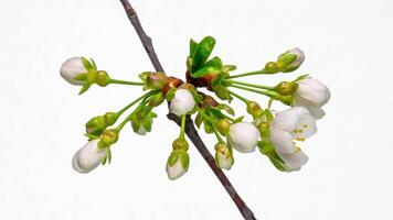 timelapse van voorjaar bloemen opening. mooi voorjaar appelboom bloesem open. wit bloemen bloeien Aan wit achtergrond. macro schot. video