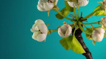 Zeitraffer von Frühling Blumen Öffnung. schön Frühling Apfelbaum blühen offen. Weiß Blumen blühen auf Blau Hintergrund. Makro Schuss. video