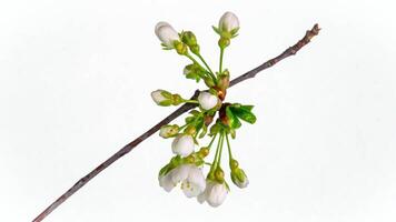 Zeitraffer von Frühling Blumen Öffnung. schön Frühling Apfelbaum blühen offen. Weiß Blumen blühen auf Weiß Hintergrund. Makro Schuss. video