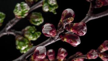 Spring flowers opening. Beautiful Spring Apricot tree blossom open timelapse, close up. Blooming backdrop on black background video