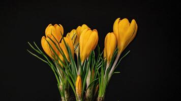 Zeit Ablauf von Gelb Krokus blühen Frühling Blume auf schwarz Hintergrund video