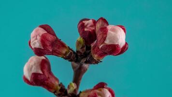 Timelapse av skön vår aprikos träd blomma öppna. vit blommor blomma på blå bakgrund. makro skott video