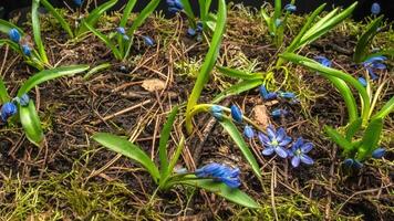 tijd vervallen blauw sneeuwklokje bloeien voorjaar bloem in de lente. dichtbij omhoog video