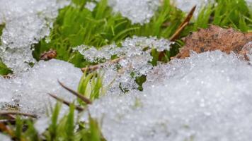 makro Time-lapse skott av skinande partiklar av smältande snö och öppen grön gräs och blad. förändra av säsong från vinter- till vår i de skog. video