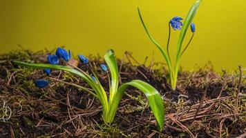 Time lapse Blue snowdrop bloom spring flower on a yellow background. Close up video