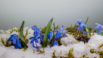 Time lapse melting snow and Blue snowdrop bloom spring flower in spring. Close up video