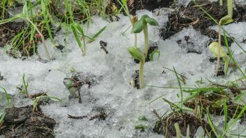 Makro Zeitraffer Schuss von glänzend schmelzen Schnee Partikel drehen in Flüssigkeit Wasser und Enthüllung Grün Gras und Pflanze Sprossen. Veränderung von Jahreszeit von Winter zu Frühling im das Wald. video