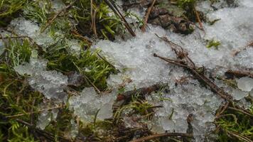 macro time-lapse schot van glimmend smelten sneeuw deeltjes draaien in vloeistof water en onthulling groen gras en bladeren. verandering van seizoen van winter naar voorjaar in de Woud. video