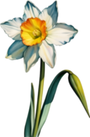 AI generated Watercolor painting of a Narcissus flower. png