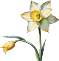 AI generated Watercolor painting of a Narcissus flower. png