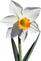 ai genererad vattenfärg målning av en narciss blomma. png