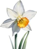 AI generated Watercolor painting of a Narcissus flower. png