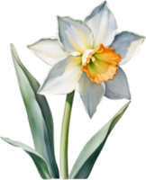 AI generated Watercolor painting of a Narcissus flower. png