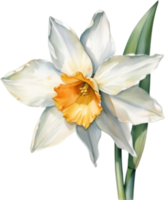 AI generated Watercolor painting of a Narcissus flower. png