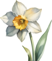 AI generated Watercolor painting of a Narcissus flower. png