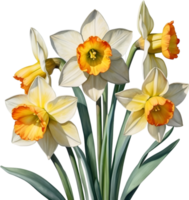 AI generated Watercolor painting of a Narcissus flower. png