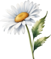 AI generated Watercolor painting of a Daisy flower. png