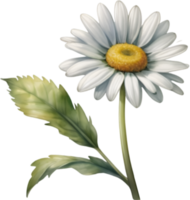 AI generated Watercolor painting of a Daisy flower. png