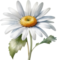 AI generated Watercolor painting of a Daisy flower. png