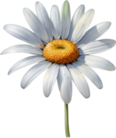 AI generated Watercolor painting of a Daisy flower. png