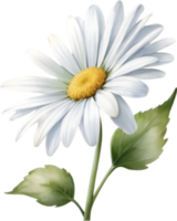 AI generated Watercolor painting of a Daisy flower. png