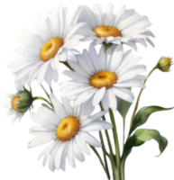 AI generated Watercolor painting of a Daisy flower. png