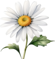 AI generated Watercolor painting of a Daisy flower. png