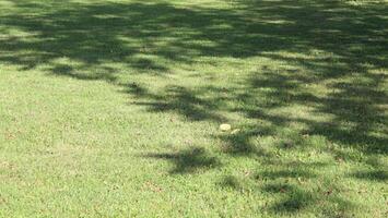 Tree shadow on green grass photo