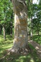 Large tree spreading across a green lawn in the morning sunshine, many trees in the background in the public park photo