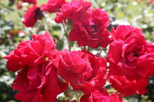 Red rose flower. Background. photo