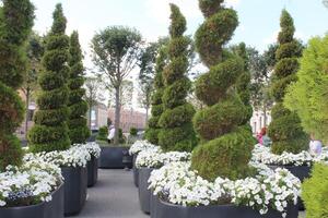 público jardín con flores y cipreses foto