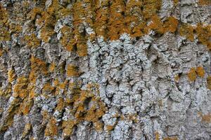 en relieve textura de el ceniza ladrar. foto de el abeto árbol con musgo y liquen.