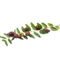 branch leaves and fruits of jujure png