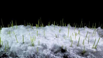 4k tijd vervallen van sneeuw smelten en winter tarwe groei. tijd vervallen van groen gras groei geïsoleerd Aan zwart achtergrond. kieming tarief van zaden ontkiemen in de lente. dichtbij omhoog. video