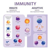 Innate and adaptive immune system. Immunology infographic with cell types. Immunity response, antibody activation, lymphocytes vector scheme