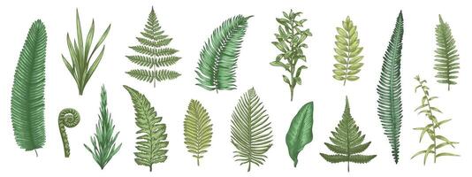 Fern leaves sketch. Forest plants colored hand drawn decorative design elements for invitation and greeting cards, herbal collection. Vector botanical set