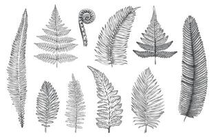 mano dibujado helecho. monocromo bosquejo de bosque plantas para saludo tarjeta y invitaciones decoración, selva fractal hierbas y hojas. vector tatuaje conjunto