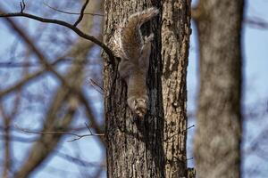 Squirrel climbing down a tree photo