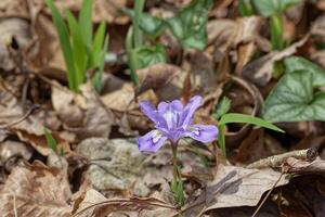 dwarf crested iris in the wild photo