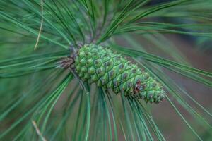 Unopened pine cone still on the tree branch photo
