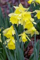Cluster of daffodils flowers closeup photo