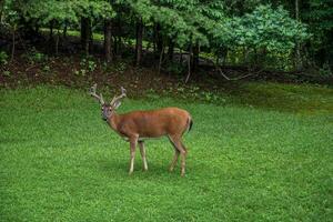 Large buck in backyard photo